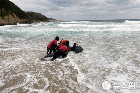 단독 울진 말루해변 산 채 발견 큰머리돌고래 5시간여만에 바다에 자연 방류