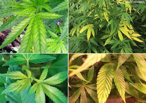 13 Cannabis Deficiencies And How To Deal With Them