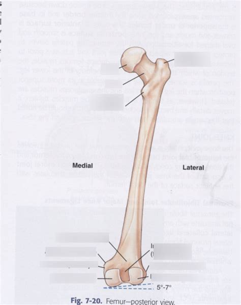 Femur Posterior Diagram Diagram Quizlet