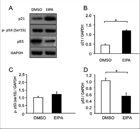 Expression Of The Phosphorylated Rb P Rb And Total Rb In Mkn Cells