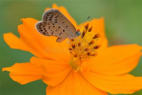 Detalles Macros De La Mariposa En La Flor Del Cosmos Imagen De Archivo