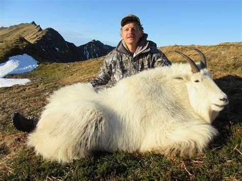 Kodiak Island Mountain Goat And Sitka Deer Alaska