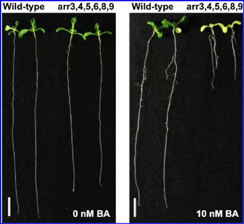 Wild Type Arabidopsis Thaliana Col 0 Is Less Sensitive To Exogenous