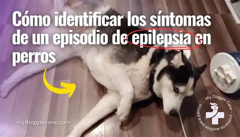 Los 6 síntomas visibles para identificar una epilepsia en perros