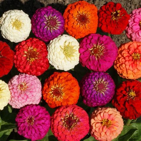 Lilliput Mix Zinnia Seeds Urban Farmer