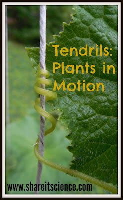 Share it! Science : Glimpse of the Garden: Week 16, Tendrils- Plants in Motion