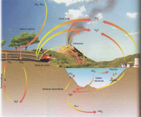 Esquema del ciclo del azufre Fotos Guía 2024