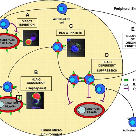 Hla G Mrna Protein Isoforms And Receptors A This Hla G Primary