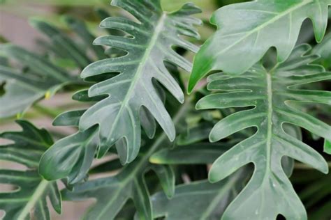 Different Types Of Philodendron Plants The Indoor Nursery