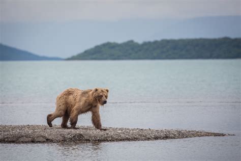 Bears of Katmai National Park