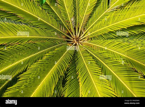 Cycas revoluta Banque de photographies et dimages à haute résolution