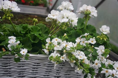 Smak życia KOMPOZYCJE KWIATOWE NA BALKON I DO OGRODU