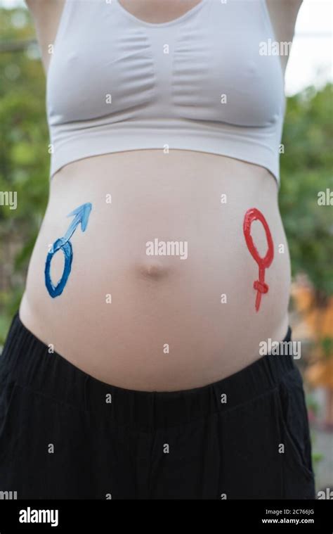 Gender symbols drawn on a pregnant female belly. Pregnant concept ...