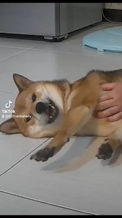 開心的柴柴 Shibainu 柴犬 狗狗 Dog Funny 萌宠 愛犬 Dogvideo 開心 Youtube