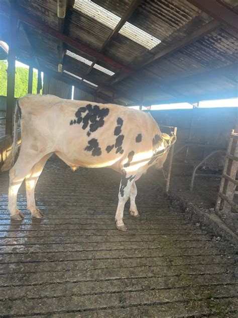 Pb Holstein bull for sale in Co. Cavan for €0 on DoneDeal