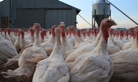 A Guide to Starting a Turkey Farming Business - Mother Farmland