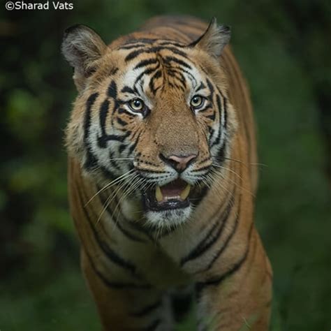 Tiger Safari India Bandhavgarh Tiger Safari Tours In 2024