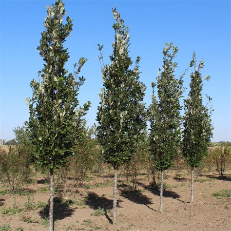 Quercus Robur X Bicolor Long Regal Prince Oak Doty Nurseries