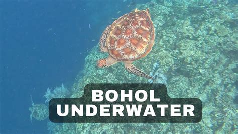 Exploring Bohols Best Top Diving Snorkeling At Balicasag Youtube