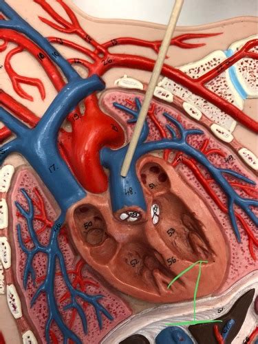 Bio Arteries Practical Flashcards Quizlet