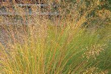 Prairie Dropseed Grass Johnson S Nursery Kb