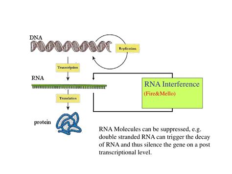 Ppt Rna Regulation Rna Interference Powerpoint Presentation Free