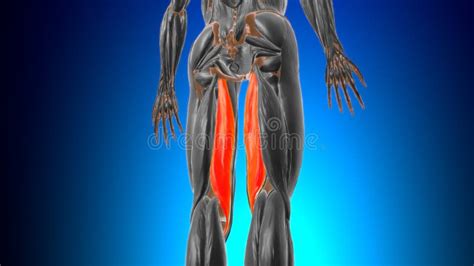 Semimembranosus Muscle Anatomy For Medical Concept 3d Stock