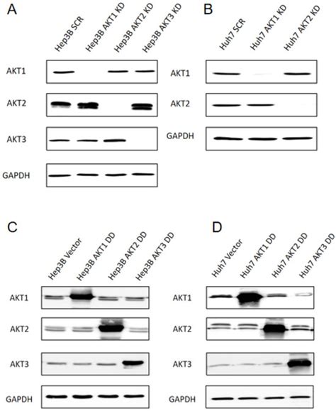 IJMS Free Full Text All Three AKT Isoforms Can Upregulate Oxygen