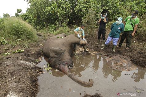 Gajah Sumatera Ditemukan Mati Di Wilayah Konsesi Di Bengkalis ANTARA News