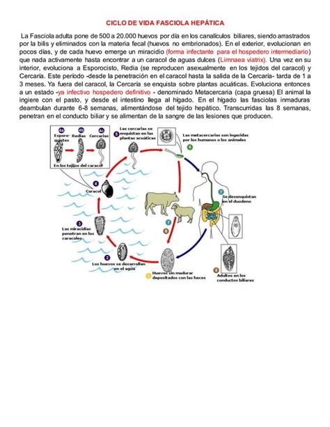 Ciclo De Vida Fasciola Hepática Pdf