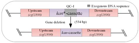 Fermentation | Free Full-Text | Optimized Linear DNA Recombineering for ... 