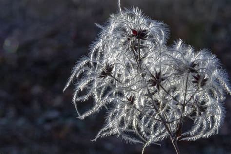 Clematis Seeds Stock Image Image Of Botany Herb Plant 138665429