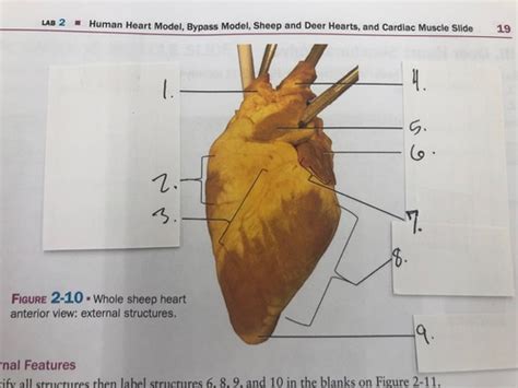 Sheep Heart Flashcards Quizlet