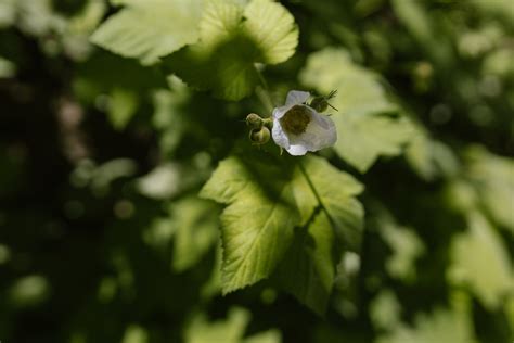 Close-Up Photo Of Flowers · Free Stock Photo