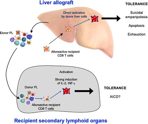 Frontiers Induction Phase Of Spontaneous Liver Transplant Tolerance