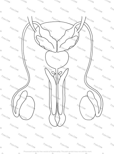 Male Reproductive System Anatomy Drawing Black And White Digital