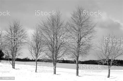 실루엣 나뭇가지와 잎자연 0명에 대한 스톡 사진 및 기타 이미지 0명 계절 관목 Istock