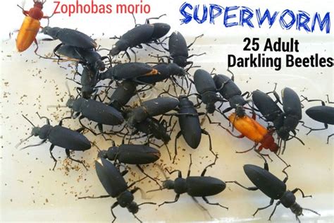 25 Live Superworm Darkling Beetles Zophobas By Powderedupcreations