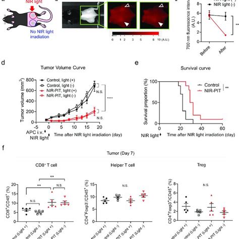 Efficacy Of Ly G Targeted Nir Pit In Vivo A Treatment Schedule And