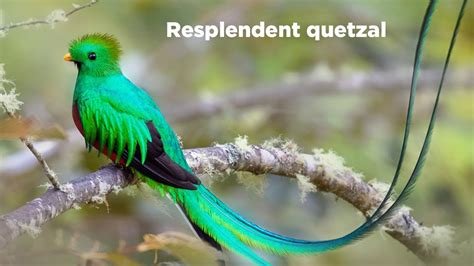 Birds Of The World 30 Resplendent Quetzal Resplendent Trogon