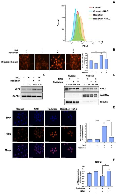 Effect Of N Acetyl Cysteine Nac On Radiation Induced Intracellular