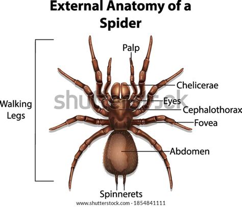 574 Anatomy Spider Legs Images, Stock Photos, 3D objects, & Vectors ...