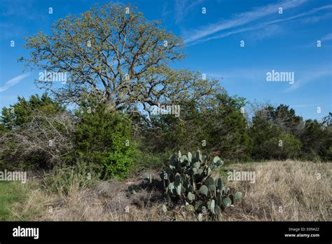 Semi arid hi-res stock photography and images - Alamy