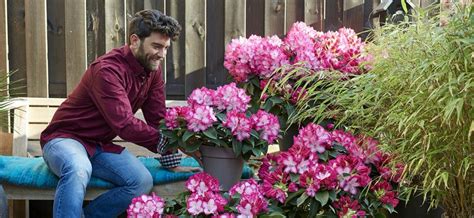 Comment Planter Et Entretenir Le Rhododendron En Pot