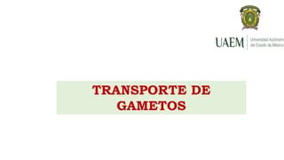 Transorte Gametos Ginecologia Y Obstetricia Ppt