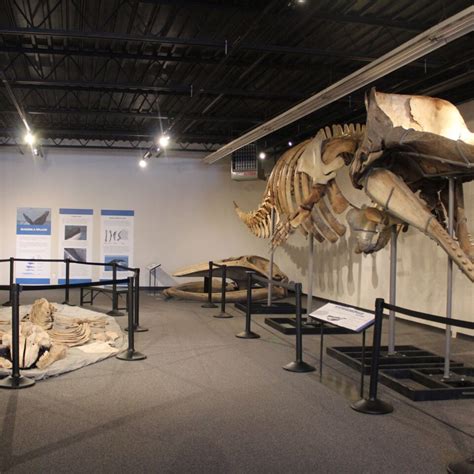 Diving Deep A Tale Of Whales Through Time Quinte Museum Of Natural