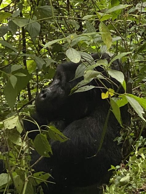 Uganda Gorilla Trekking From Burundi Eco Adventure Safaris