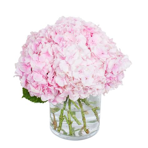 Hydrangea Light Pink | Pink Hydrangea Delivered by Flourish