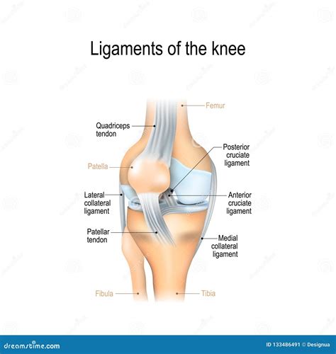 Ligaments Of The Knee Stock Vector Illustration Of Health 133486491