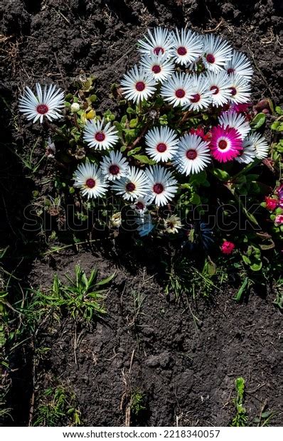 Marguerite Osteospermum Ecklonis Jucundum Perennial Flowering Stock